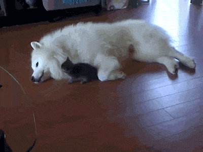 爆笑猫gif特集 犬vs猫 猫gif動画11枚 ぬこモフ 爆笑猫gif特集 犬vs猫 猫gif動画11枚 ぬこモフ