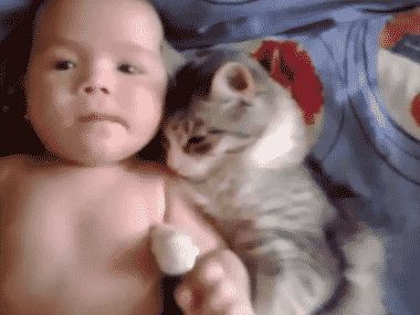 爆笑 ほっこり 猫と赤ちゃん 猫gif動画7枚 ぬこモフ 爆笑 ほっこり 猫と赤ちゃん 猫gif動画7枚 ぬこモフ