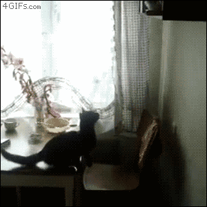 特集 猫ジャンプ 珍プレー 猫gif動画7枚 ぬこモフ 特集 猫ジャンプ 珍プレー 猫gif動画7枚 ぬこモフ