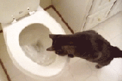 cat3