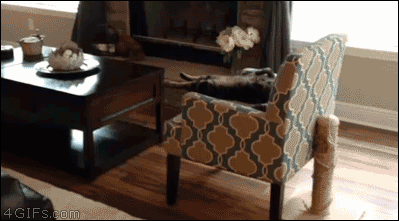 Cat-chair-relaxing