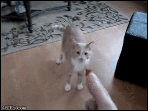 Cat_catches_treat