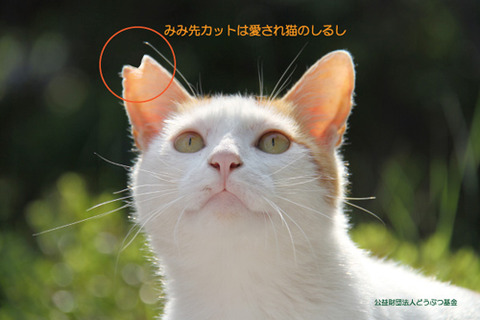 201007191100347da