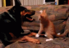 爆笑猫gif特集 犬vs猫 猫gif動画11枚 ぬこモフ 爆笑猫gif特集 犬vs猫 猫gif動画11枚 ぬこモフ