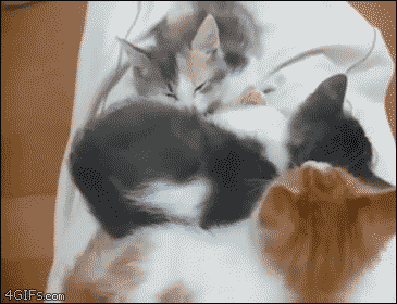 Hidden-kitten-cuddle-huddle