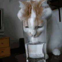 猫gif特集 大爆笑 変顔大賞 猫gif動画8枚 ぬこモフ 猫gif特集 大爆笑 変顔大賞 猫gif動画8枚 ぬこモフ