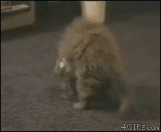 驚き 猫とガラス鉢 猫gif動画4枚 ぬこモフ 驚き 猫とガラス鉢 猫gif動画4枚 ぬこモフ