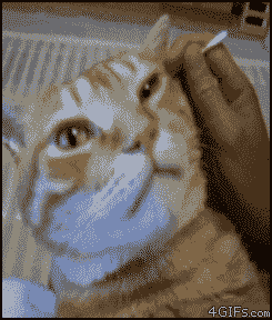 Cats-ear-massaged