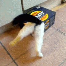 爆笑 狭いところに入りたがる猫 猫gif動画3枚 ぬこモフ