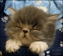 激カワ 寝落ちする子猫 猫gif動画７枚 ぬこモフ
