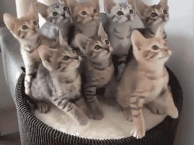 激カワ】シンクロする猫（猫GIF動画4枚） : ぬこモフ