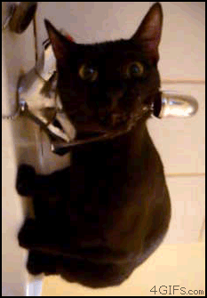 Cat-Drinking-Water-Sideways