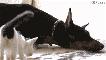 爆笑猫gif特集 犬vs猫 猫gif動画11枚 ぬこモフ 爆笑猫gif特集 犬vs猫 猫gif動画11枚 ぬこモフ