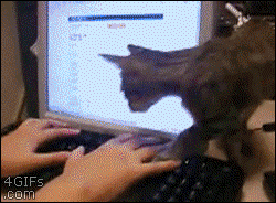 Cat-sits-on-keyboard