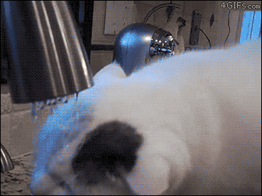 Cat-dries-face-with-towel