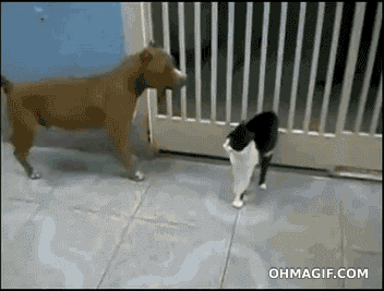 爆笑猫gif特集 犬vs猫 猫gif動画11枚 ぬこモフ 爆笑猫gif特集 犬vs猫 猫gif動画11枚 ぬこモフ