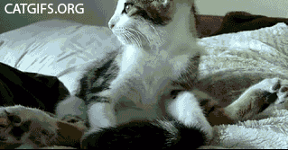 173_catyoga_cat_gifs