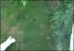 Cat-chases-water-hose