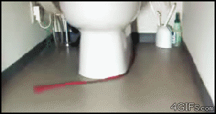 Toiletcat_chases_leash