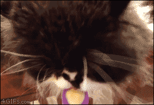 tumblr_nodr6yndMm1tlb56zo1_400