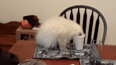 爆笑 猫がコップの水を飲もうとした結果 猫gif動画7枚 ぬこモフ 爆笑 猫がコップの水を飲もうとした結果 猫gif動画7枚 ぬこモフ