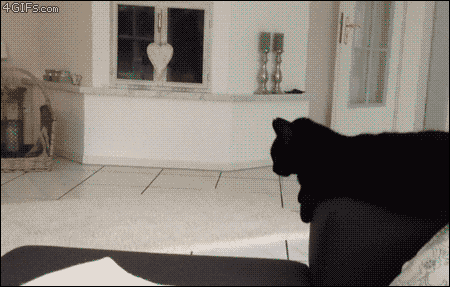 Cool-cat-high-five
