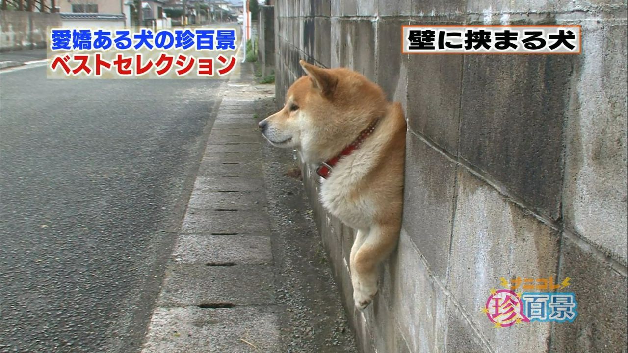 テレビの話 ４３ ぬる い話