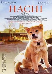 hachi_img