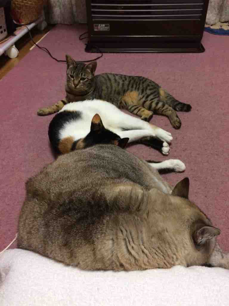 ぬこ大好きな風俗店店長のダイアリー