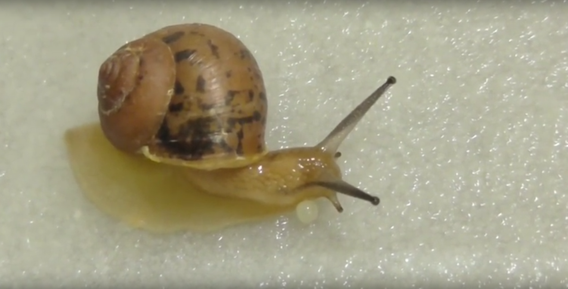 必見 カタツムリの貴重な産卵シーン ドウツベ 癒し系どうぶつ動画まとめブログ