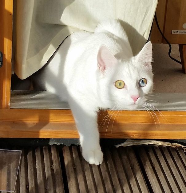 一般に知られているオッドアイとは違う。ひとつの瞳に複数の色を持つ猫 