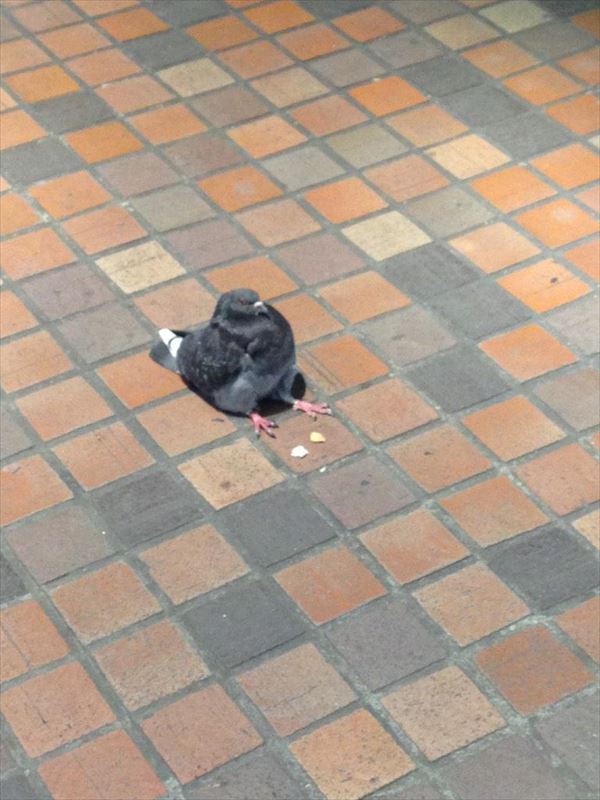 シュール過ぎて我が目を疑う動物達の画像23選 ドウツベ 癒し系どうぶつ動画まとめブログ