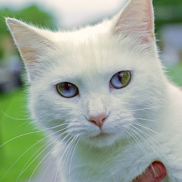 一般に知られているオッドアイとは違う ひとつの瞳に複数の色を持つ猫の画像 ドウツベ 癒し系どうぶつ動画まとめブログ