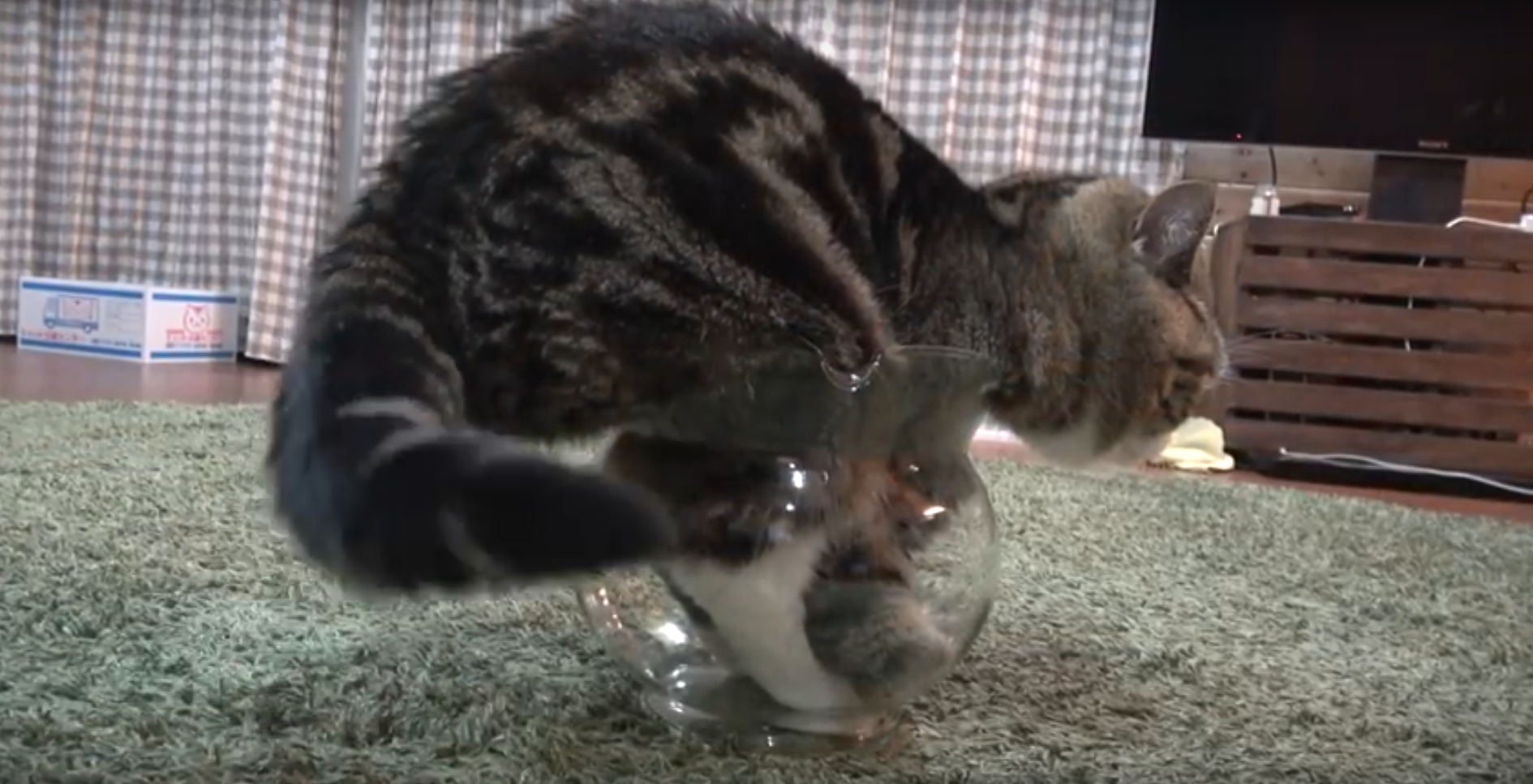 まさに芸術的 金魚鉢に入る猫 ドウツベ 癒し系どうぶつ動画まとめブログ