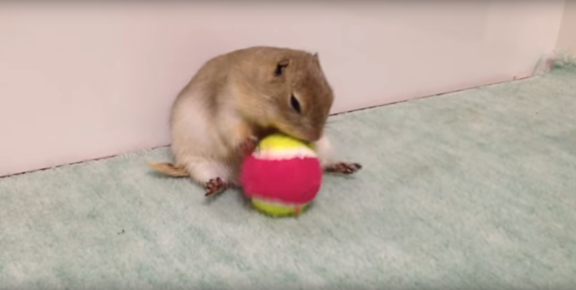 ボール遊びの途中で突然ハッとするハムスターちゃん ドウツベ 癒し系どうぶつ動画まとめブログ ボール遊びの途中で突然ハッとするハムスターちゃん ドウツベ 癒し系どうぶつ動画まとめブログ