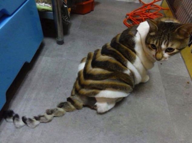画像 非難殺到 恐竜カットした猫が可愛いので少しだけ画像集めてみた ドウツベ 癒し系どうぶつ動画まとめブログ 画像 非難殺到 恐竜カットした猫が可愛いので少しだけ画像集めてみた ドウツベ 癒し系どうぶつ動画まとめブログ