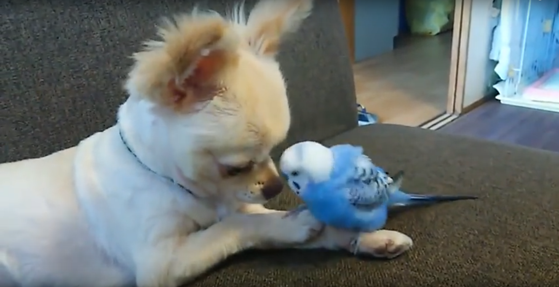 心が癒されること間違いなし おしゃべりインコとチワワの仲良し動画 ドウツベ 癒し系どうぶつ動画まとめブログ