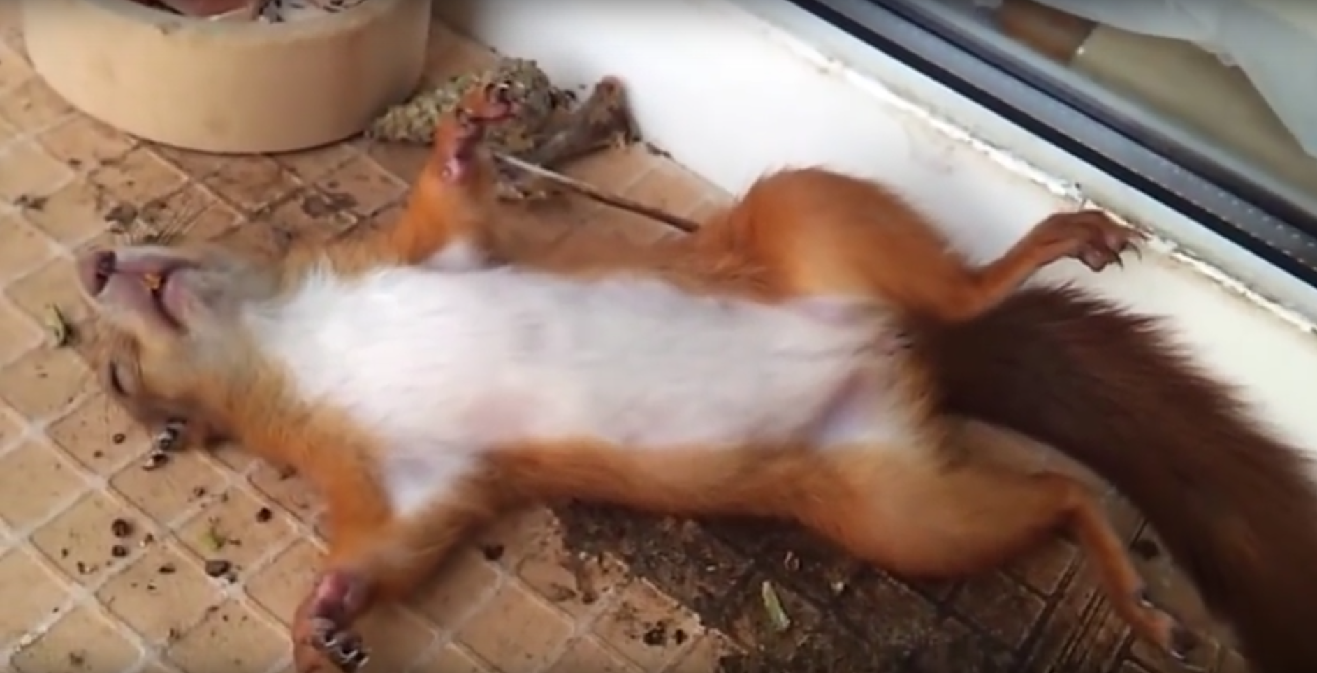 まるで死んだふり おもしろい体勢で寝るリスさん ドウツベ 癒し系どうぶつ動画まとめブログ