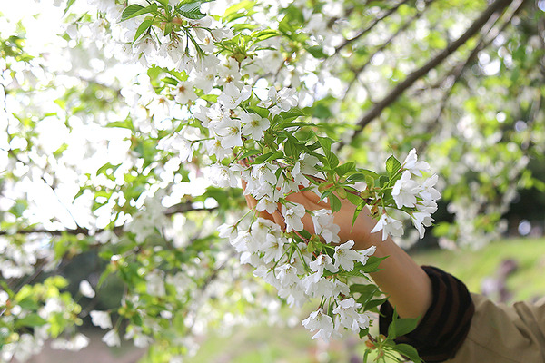 koukoku (10)