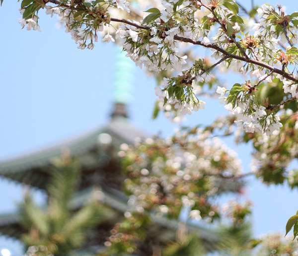 sakura