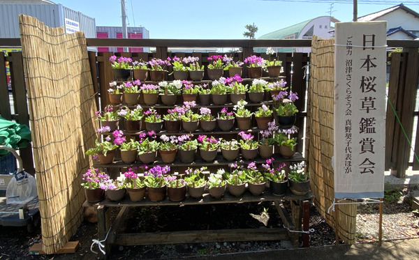 taishoen_springfes (24)