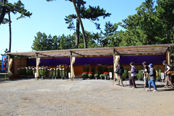 kikukiku (4)