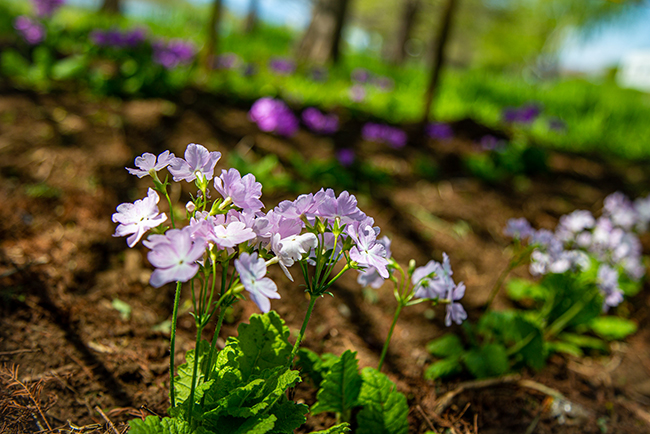 花言葉は 青春のはじまりと悲しみ 桜草を愛でる会 沼津つーしん