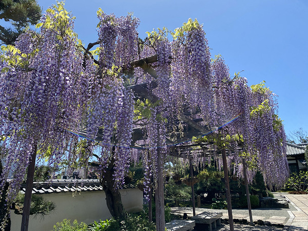 tokugen (7)