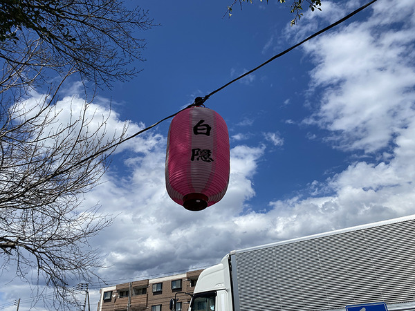 zakura (5)