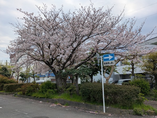 PXL_20250412_070350756