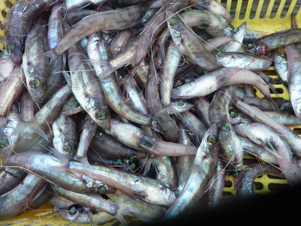 ④メヒカリ(トロボッチ)2 (1)