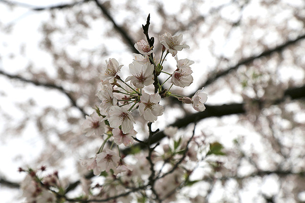 fujit (8)