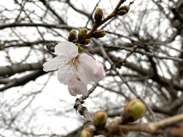 hakuinzakura (8)