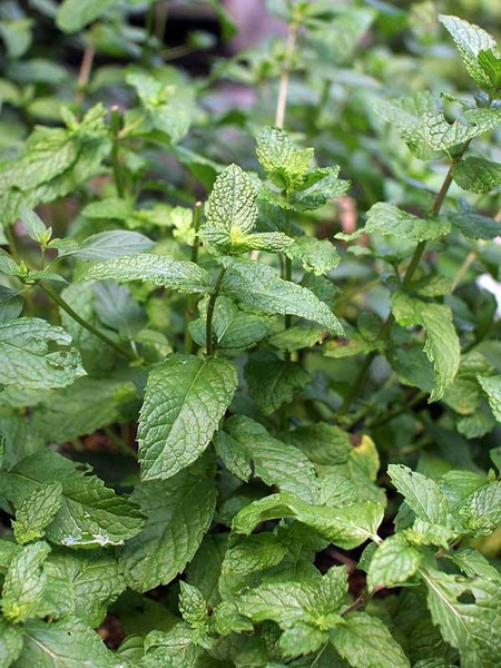 herbalLife (6)